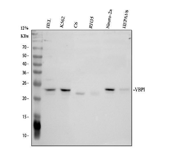 Western blot analysis of VBP1 using anti-VBP1 antibody (A08073-1)