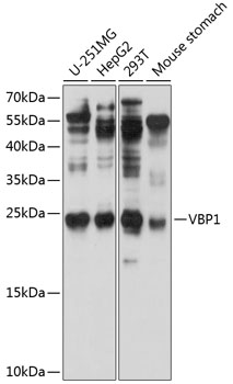 Western blot analysis of extracts of various cell lines, using VBP1 antibody  at 1:1000 dilution