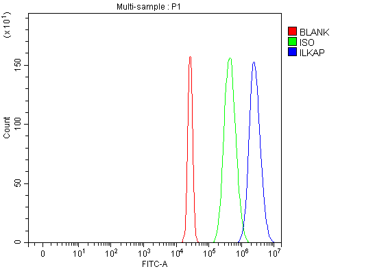  Flow Cytometry analysis of HepG2 cells using anti-ILKAP antibody (A08074-1)