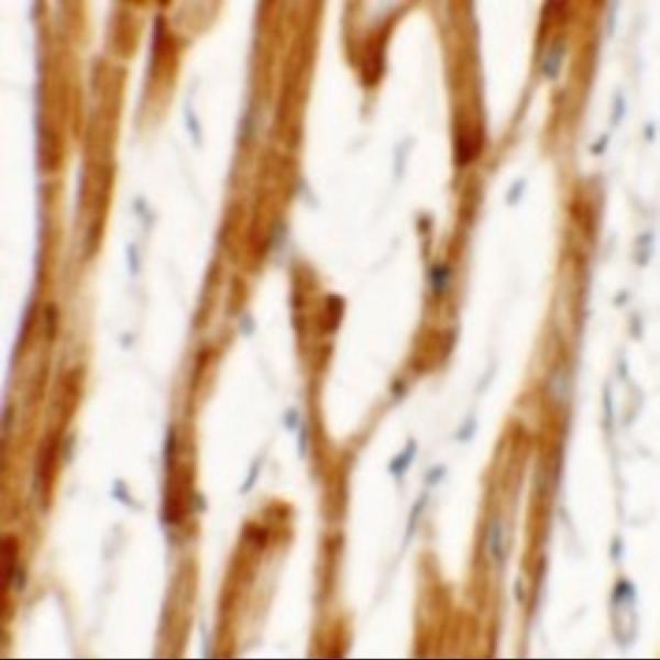 a08075 fcho2 primary antibodies ihc testing 2