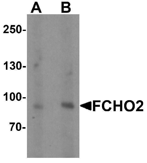 a08075 fcho2 primary antibodies wb testing 1