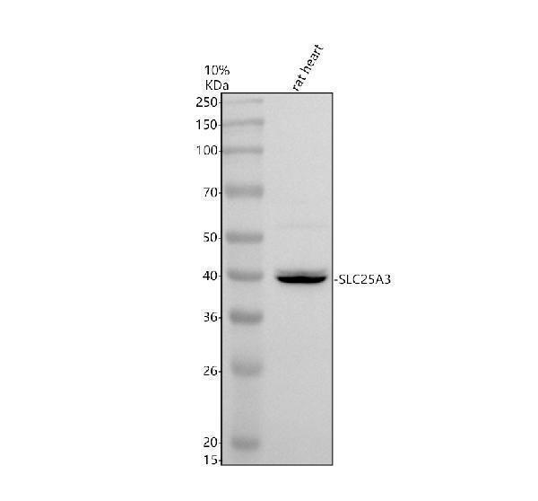 Western blot analysis of SLC25A3 using anti-SLC25A3 antibody (A08076-1)