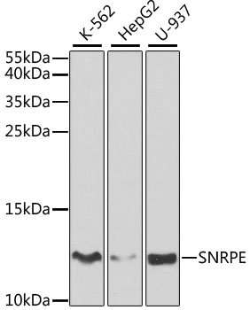 Western blot analysis of extracts of various cell lines, using SNRPE antibody  at 1:1000 dilution