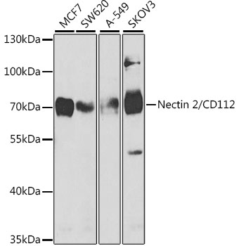 Western blot analysis of extracts of various cell lines, using Nectin 2/CD112 antibody at 1:1000 dilution