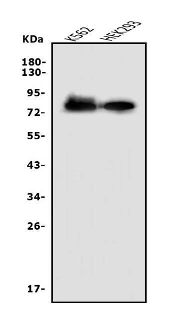 a08081 2 nectin2 primary antibodies wb testing 1