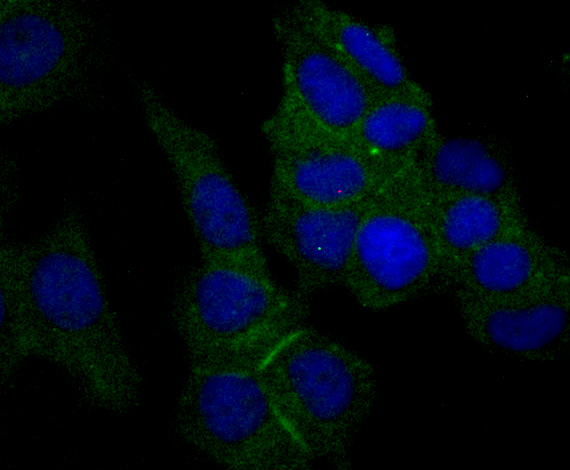 ICC staining Nectin 2 in MCF-7 cells (green)