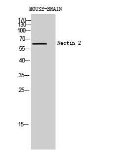 a08081 nectin2 primary antibodies wb testing 1