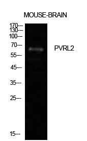 a08081 nectin2 primary antibodies wb testing 2
