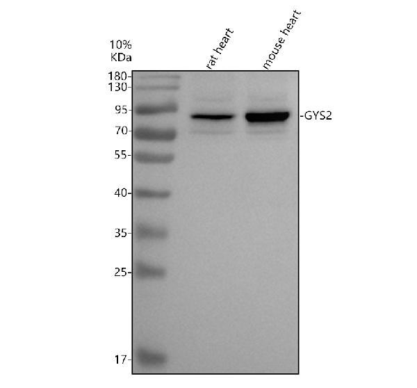 a08086 1 gys2 primary antibodies wb testing 1