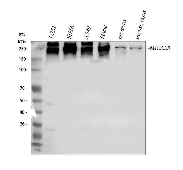a08089 mical3 primary antibodies wb testing 1