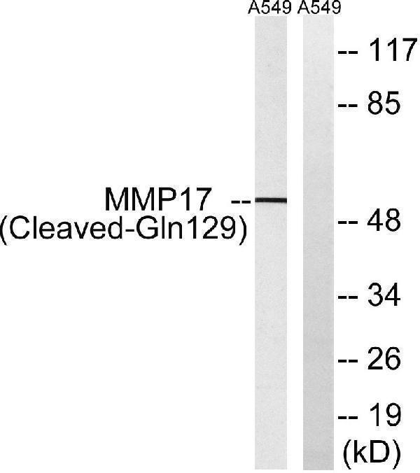 Western blot analysis of lysates from A549 cells, treated with etoposide 25uM 1h, using MMP17 (Cleaved-Gln129) Antibody