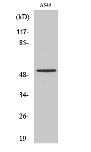 Western Blot analysis of various cells using Cleaved-MMP-17 (Q129) Polyclonal Antibody