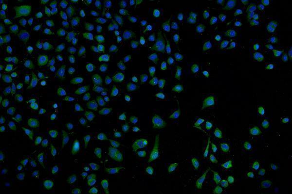 a08095 1 psmb7 primary antibodies if testing 11
