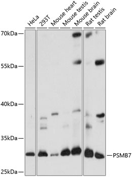 Western blot analysis of extracts of various cell lines, using PSMB7 antibody  at 1:1000 dilution