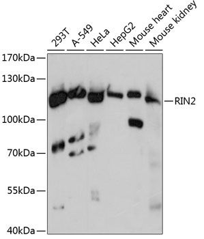 Western blot analysis of extracts of various cell lines, using RIN2 antibody  at 1:3000 dilution