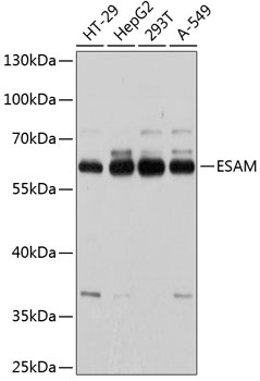 a08102 esam primary antiboties wb testing 1