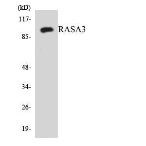 a08103 rasa3 primary antibodies wb testing 1