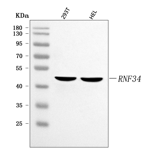 a08108 2 rnf34 primary antibodies wb testing 1