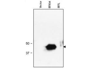 a08108 rnf34 primary antibodies wb testing 1