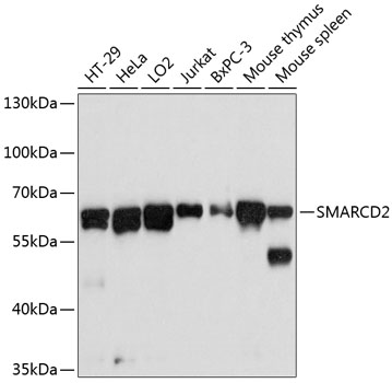 a08109 smarcd2 primary antiboties wb testing 1