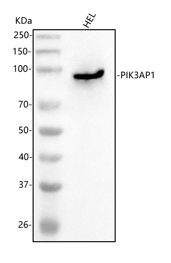 a08114 pik3ap1 primary antibodies wb testing 1