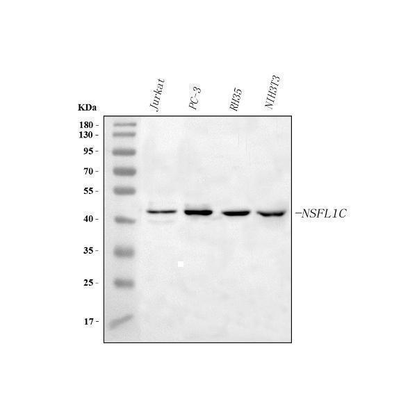  Western blot analysis of NSFL1C using anti-NSFL1C antibody (A08116-1)