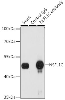 Immunoprecipitation analysis of 200ug extracts of A-549 cells, using 3 ug NSFL1C antibody