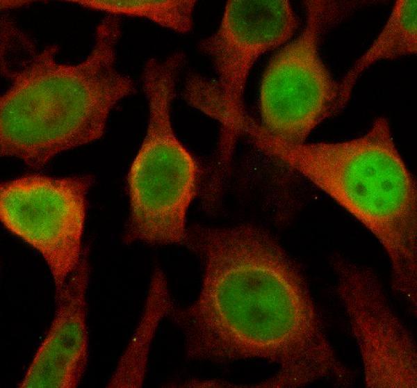 IF analysis of KDM3B using anti-KDM3B antibody (A08117-1) and anti-Alpha Tubulin antibody (M03989-3)