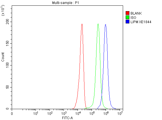 Flow Cytometry analysis of U251 cells using anti-LIPM antibody (A08118-1)