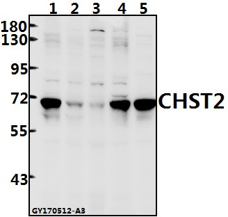 a08119 1 chst2 primary antiboties wb testing 1