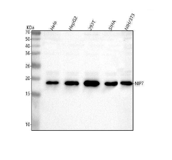  Western blot analysis of NIP7 using anti-NIP7 antibody (A08120-2)