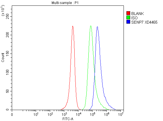 Flow Cytometry analysis of SH-SY5Y cells using anti-SENP7 antibody (A08121-3)