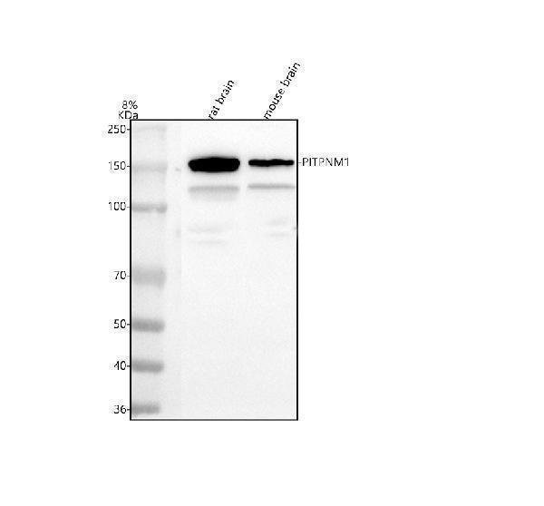 a08128 2 pitpnm1 primary antibodies wb testing 1