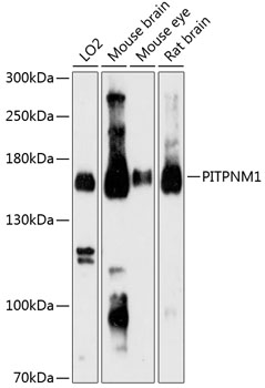Western blot analysis of extracts of various cell lines, using PITPNM1 Antibody  at 1:3000 dilution