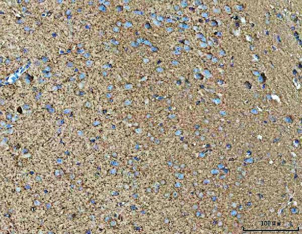a08129 2 npepps primary antibodies ihc testing 4