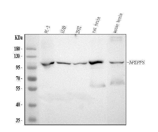  Western blot analysis of NPEPPS using anti-NPEPPS antibody (A08129-2)
