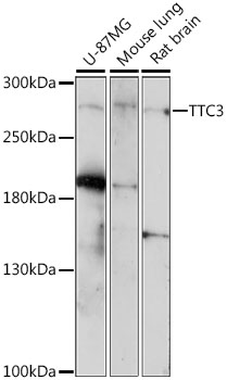 a08132 ttc3 primary antiboties wb testing 1