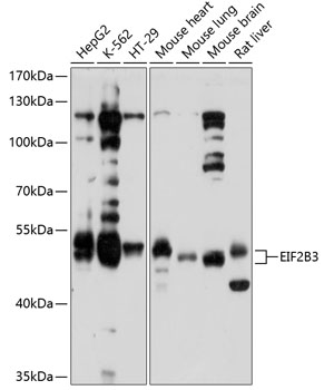 a08134 1 eif2b3 primary antiboties wb testing 1