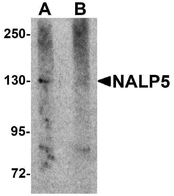 a08138 nlrp5 primary antibodies wb testing 1