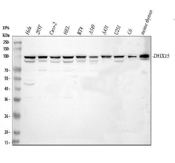 a08140 1 dhx15 primary antibodies wb testing 1