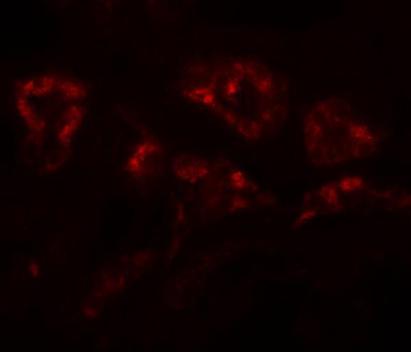 Immunofluorescence of DPAGT1 in human kidney tissue with DPAGT1 antibody at 20 μg/mL