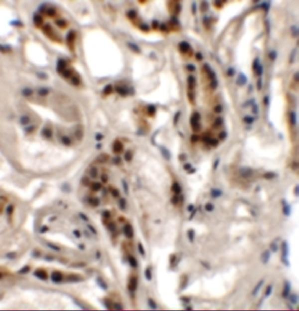 Immunohistochemistry of DPAGT1 in human kidney tissue with DPAGT1 antibody at 2