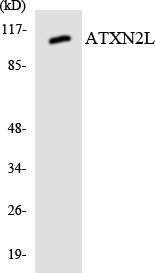 a08149 atxn2l primary antibodies wb testing 1