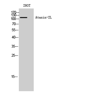 a08149 atxn2l primary antibodies wb testing 2