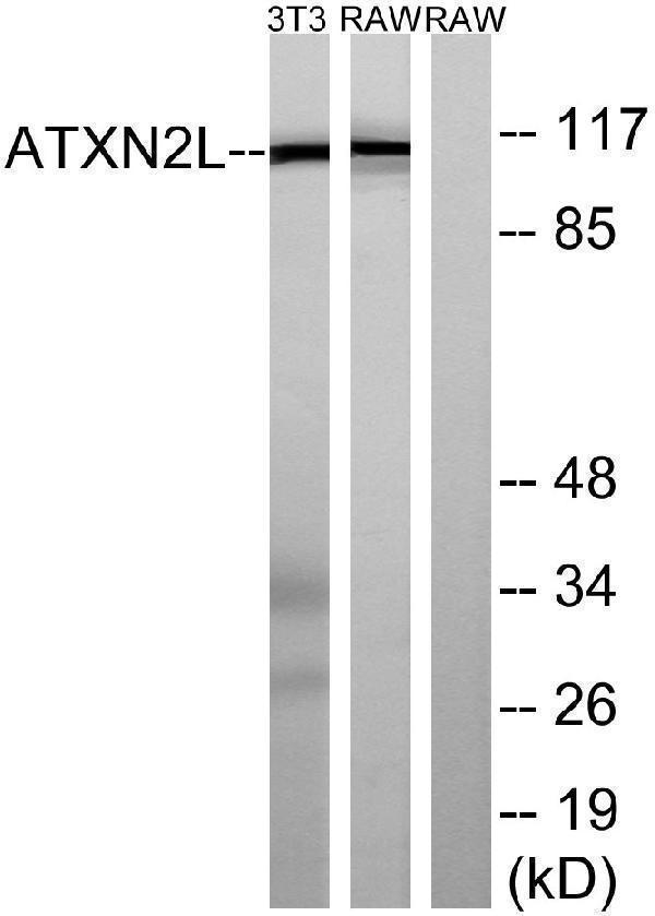 a08149 atxn2l primary antibodies wb testing 3