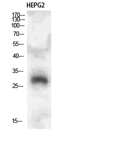 Western Blot analysis of HEPG2 cells using CLECSF6 Polyclonal Antibody diluted at 1:500