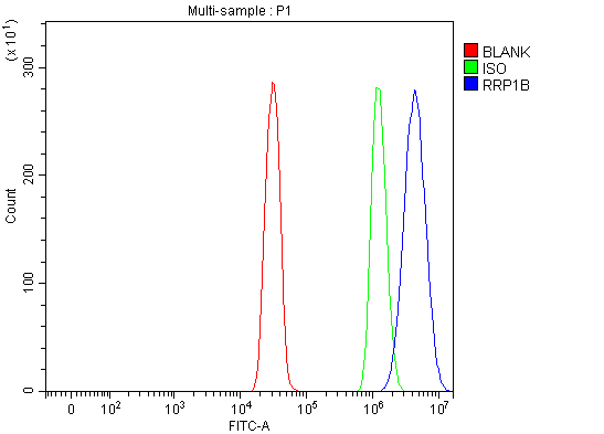  Flow Cytometry analysis of SiHa cells using anti-RRP1B antibody (A08159-1)
