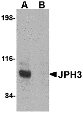 Western blot analysis of JPH3 in Daudi cell lysate with JPH3 antibody at 1 μg/mL in (A) the absence and (B) the presence of blocking peptide