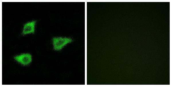 a08161 1 chrm4 primary antibodies if testing 1