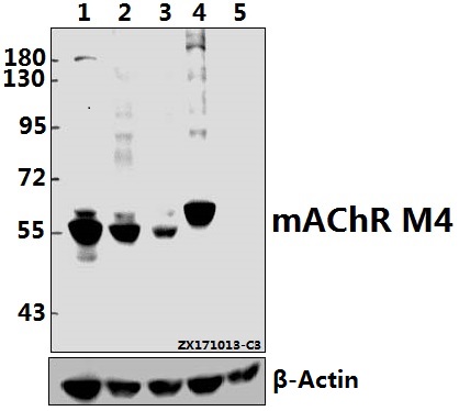 Western blot (WB) analysis of mAChR M4 (P277) pAb at 1:500 dilution
Lane1:H1792 whole cell lysate(40ug)
Lane2:MCF-7 whole cell lysate(40ug)
Lane3:K562 whole cell lysate(40ug)
Lane4:C6 whole cell lysate(40ug)
Lane5:SP2/0 whole cell lysate(40ug)